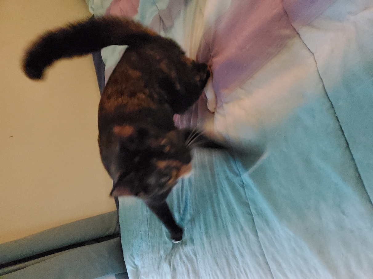 Mochi is captured in action, perhaps jumping about, as her normally thin tail
                has puffed outward to twice or three times its thickness.
